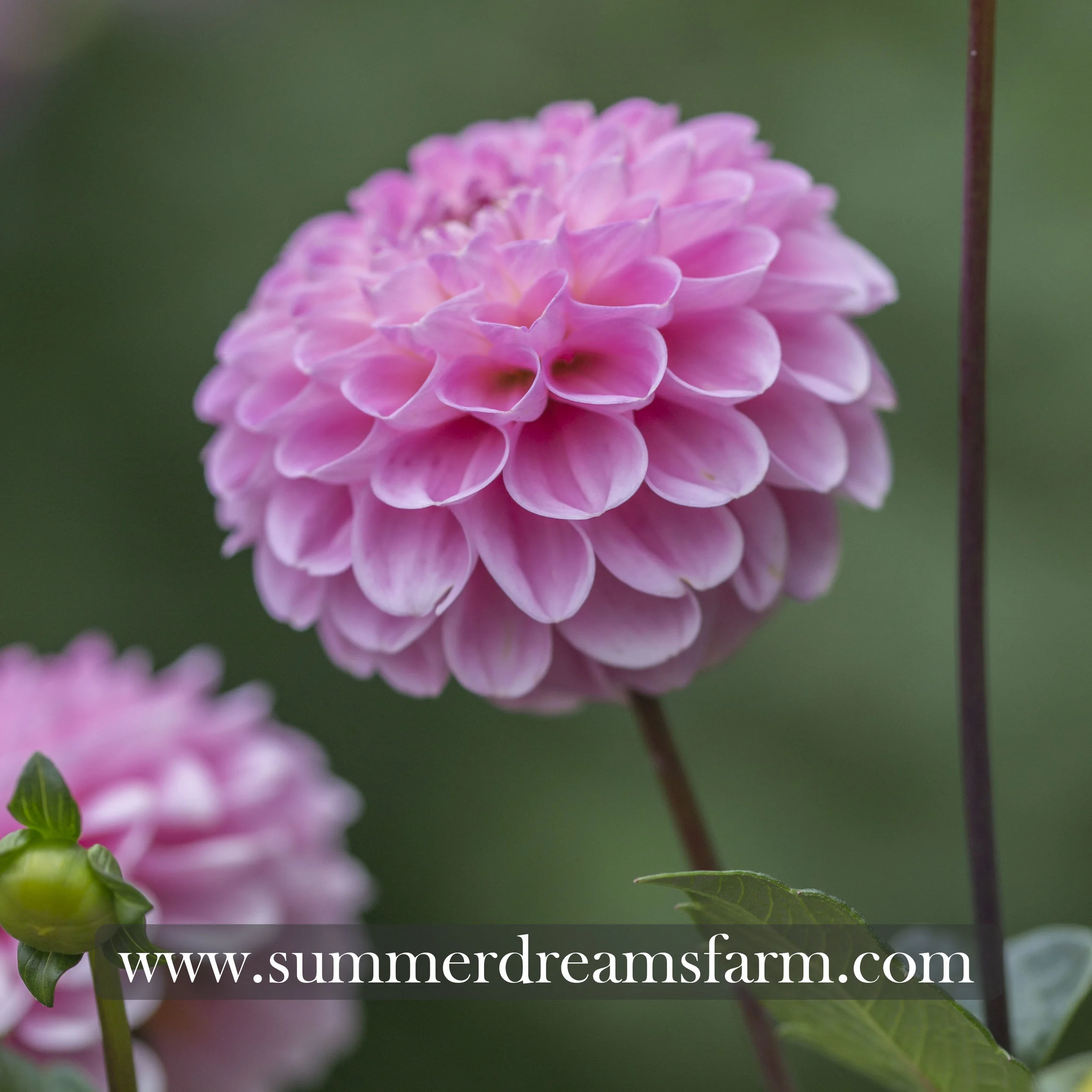 Ｄahlia☆様 Garden State Bulb Summer Blooming Dahlia Bulbs - Tirza
